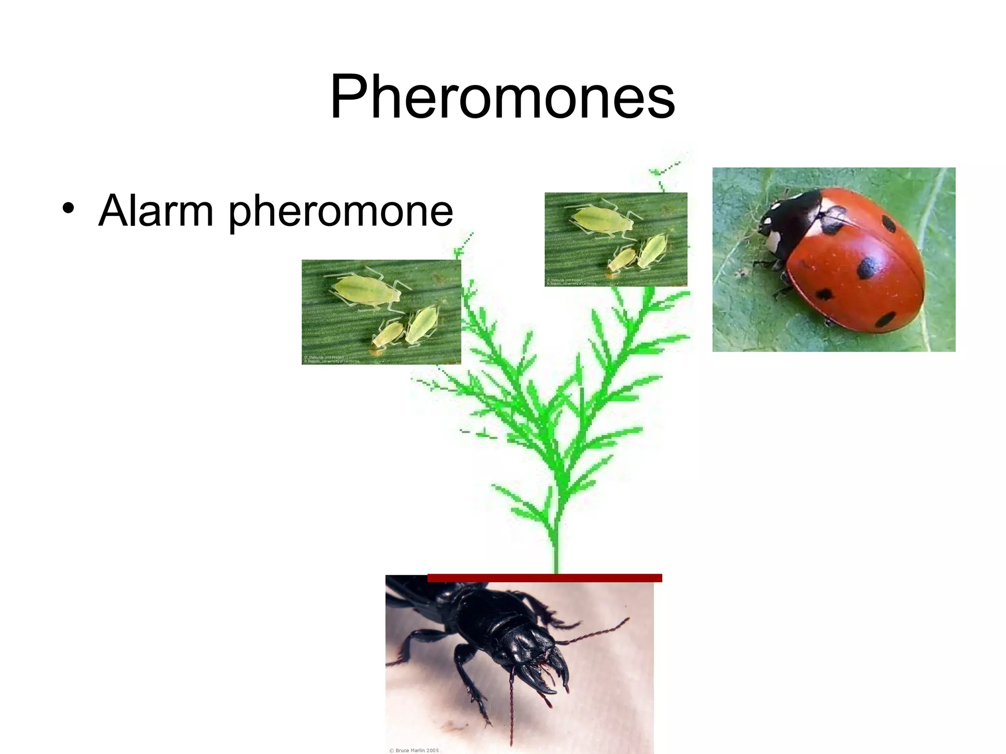 Pheromones
• Alarm pheromone
 