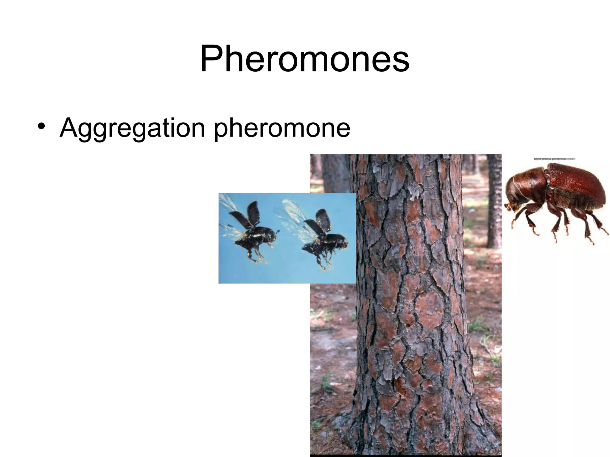 Pheromones
• Aggregation pheromone
 