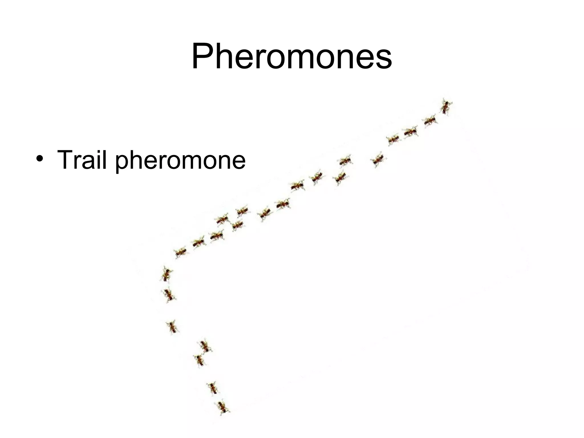 Pheromones
• Trail pheromone
 