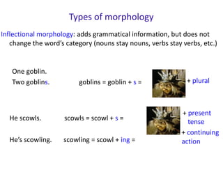 Types of morphology
He scowls. scowls = scowl + s =
He’s scowling. scowling = scowl + ing =
+ present
tense
Inflectional morphology: adds grammatical information, but does not
change the word’s category (nouns stay nouns, verbs stay verbs, etc.)
One goblin.
Two goblins. goblins = goblin + s = + plural
+ continuing
action
 
