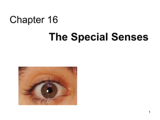 1
Chapter 16
The Special Senses
 