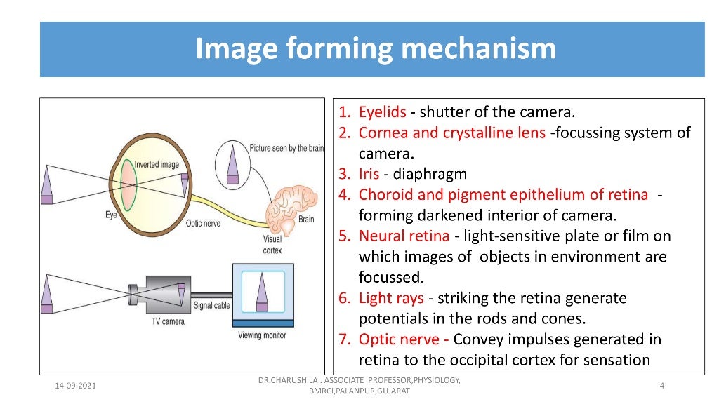 Vision 1 Basics of vision, Optics of the eye , Common…