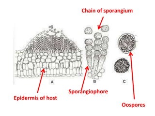 Sporangiophore
Epidermis of host
Oospores
Chain of sporangium
 