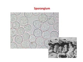 Sporangium
 