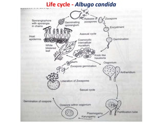 Life cycle - Albugo candida
 