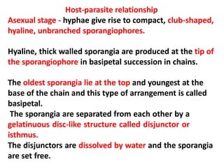Host-parasite relationship
Asexual stage - hyphae give rise to compact, club-shaped,
hyaline, unbranched sporangiophores.
Hyaline, thick walled sporangia are produced at the tip of
the sporangiophore in basipetal succession in chains.
The oldest sporangia lie at the top and youngest at the
base of the chain and this type of arrangement is called
basipetal.
The sporangia are separated from each other by a
gelatinuous disc-like structure called disjunctor or
isthmus.
The disjunctors are dissolved by water and the sporangia
are set free.
 