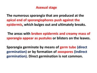 Asexual stage
The numerous sporangia that are produced at the
apical end of sporangiophores push against the
epidermis, which bulges out and ultimately breaks.
The areas with broken epidermis and creamy mass of
sporangia appear as pustules or blisters on the leaves.
Sporangia germinate by means of germ tube (direct
germination) or by formation of zoospores (indirect
germination). Direct germination is not common.
 