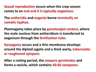 Sexual reproduction occurs when the crop season
comes to an end and it is typically oogamous.
The antheridia and oogonia borne terminally on
somatic hyphae.
Plasmogamy takes place by gametangial contact, where
the male nucleus from antheridium is transferred to
oogonium through the fertilization tube.
Karyogamy occurs and a thin membrane develops
around the diploid zygote and a thick warty, tuberculate
or roughened epispore.
After a resting period, the oospore germinates and
forms a vesicle, which contains 40-60 zoospores.
 