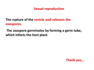 Sexual reproduction
The rupture of the vesicle wall releases the
zoospores.
The zoospore germinates by forming a germ tube,
which infects the host plant
Thank you…
 