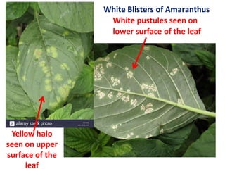 Yellow halo
seen on upper
surface of the
leaf
White Blisters of Amaranthus
White pustules seen on
lower surface of the leaf
 