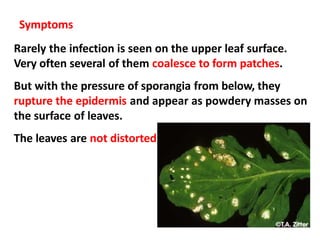 Symptoms
Rarely the infection is seen on the upper leaf surface.
Very often several of them coalesce to form patches.
But with the pressure of sporangia from below, they
rupture the epidermis and appear as powdery masses on
the surface of leaves.
The leaves are not distorted.
 