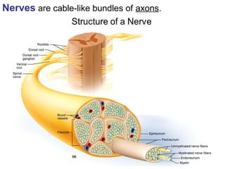 nervous system whole explaination inside it | PPT