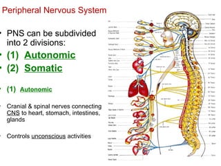 Pns Classification nervous system whole explaination inside it | PPT