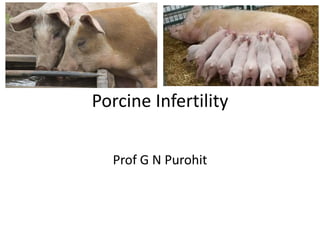 Porcine Infertility
Prof G N Purohit
 