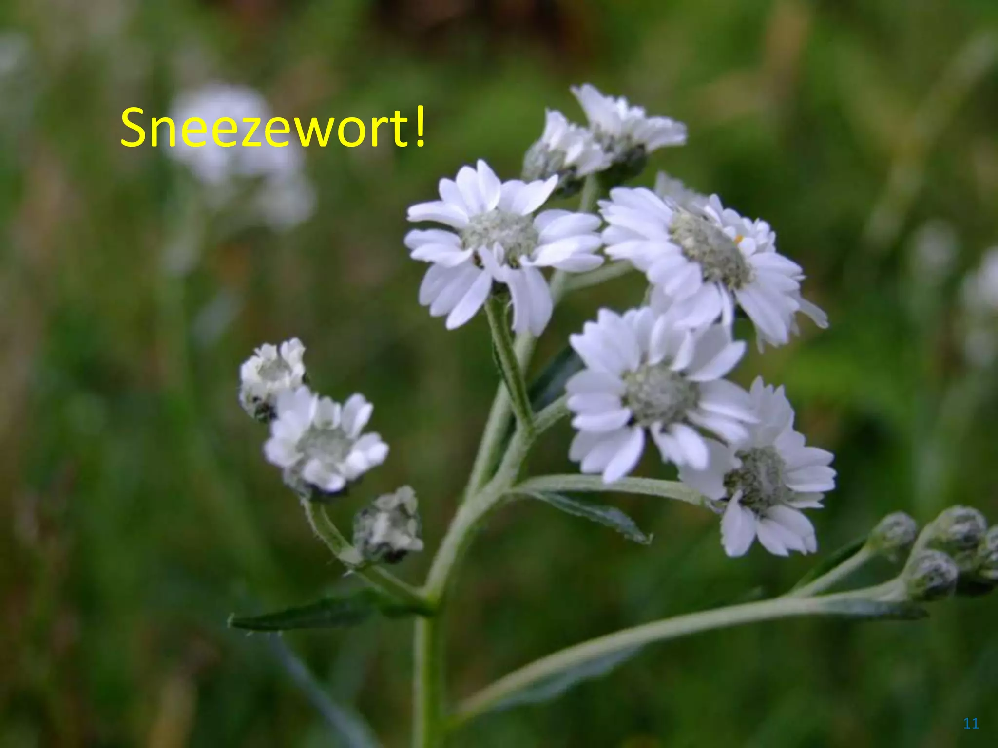 Sneezewort!




              11
 