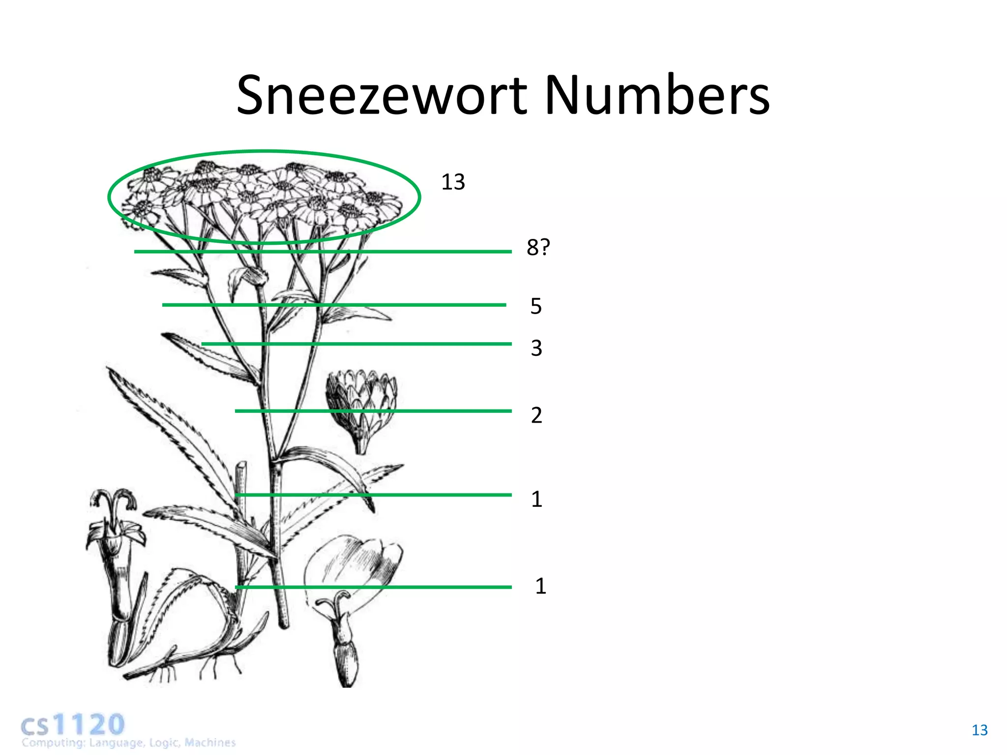 Sneezewort Numbers
      13

           8?

           5
           3

           2


           1


           1




                     13
 