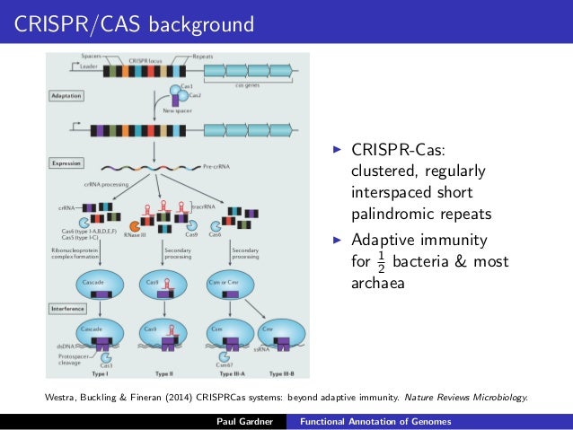 Crispr Cas Nature Review Crispr Cas Nature Review