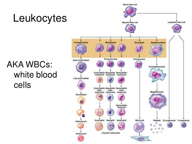 Leukocyte Chart