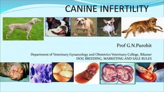 Prof G.N.Purohit
Department of Veterinary Gynaecology and Obstetrics Veterinary College, Bikaner
DOG BREEDING, MARKETING AND SALE RULES
 
