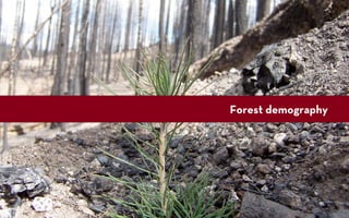 Forest demography
 