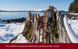 The condition of dead trees aﬀects the continuity of their record.
Photograph: John Krumm
 