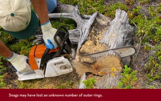 Snags may have lost an unknown number of outer rings.
 