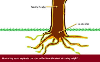 Coring height




                                                                      Root collar




How many years separate the root collar from the stem at coring height?
 