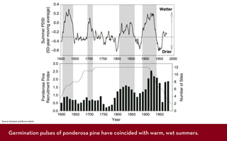 Source: Swetnam and Brown (2010)




      Germination pulses of ponderosa pine have coincided with warm, wet summers.
 