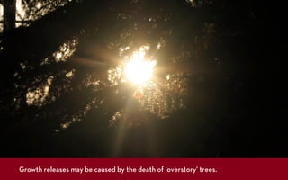 Growth releases may be caused by the death of ‘overstory’ trees.
 