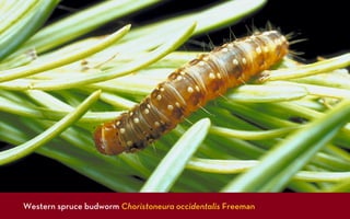 Western spruce budworm Choristoneura occidentalis Freeman
 
