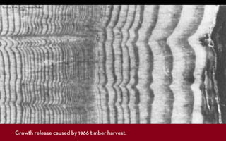 Source: Fri s and Swetnam, 1989




         Growth release caused by 1966 timber harvest.
 