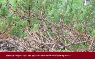 Source: Eli Sagor




              Growth suppressions are caused commonly by defoliating insects.
 