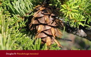 Douglas-ﬁr Pseudotsuga menziesii
 