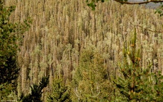 Source: William Ciesla
 