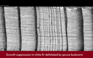 Source: Tom Swetnam




            Growth suppression in white ﬁr defoliated by spruce budworm
 