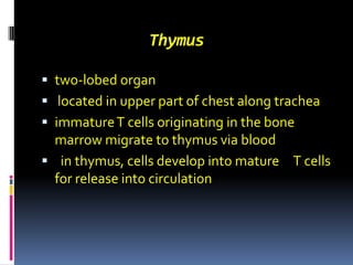 Thymus two-lobed organ  located in upper part of chest along trachea immature T cells originating in the bone marrow migrate to thymus via blood   in thymus, cells develop into mature     T cells for release into circulation 