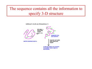 The sequence contains all the information to
specify 3-D structure
 