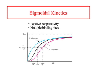 Sigmoidal Kinetics
• Positive cooperativity
• Multiple binding sites
 