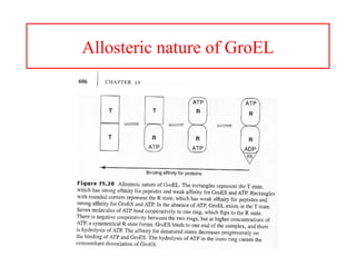 Allosteric nature of GroEL
 