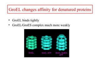 GroEL changes affinity for denatured proteins
• GroEL binds tightly
• GroEL/GroES complex much more weakly
 