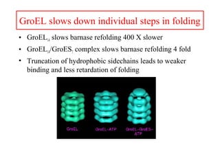 GroEL slows down individual steps in folding
• GroEL14 slows barnase refolding 400 X slower
• GroEL14/GroES7 complex slows barnase refolding 4 fold
• Truncation of hydrophobic sidechains leads to weaker
binding and less retardation of folding
 