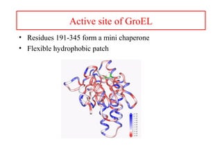 Active site of GroEL
• Residues 191-345 form a mini chaperone
• Flexible hydrophobic patch
 