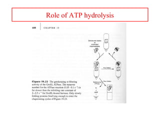 Role of ATP hydrolysis
 