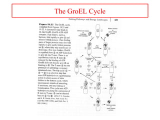 The GroEL Cycle
 