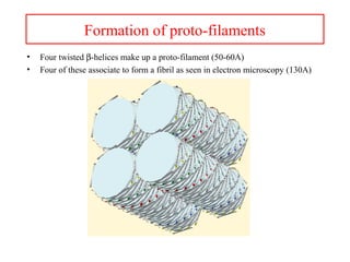 Formation of proto-filaments
• Four twisted β-helices make up a proto-filament (50-60A)
• Four of these associate to form a fibril as seen in electron microscopy (130A)
 