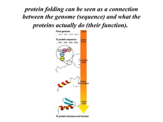 protein folding can be seen as a connection
between the genome (sequence) and what the
proteins actually do (their function).
 