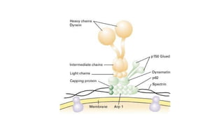 Intracellular Transport Mechanisms: Kinesin and Dynein Motor Proteins ...