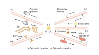 Intracellular Transport Mechanisms: Kinesin and Dynein Motor Proteins ...