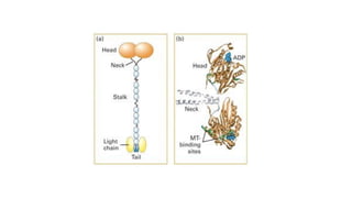 Intracellular Transport Mechanisms: Kinesin and Dynein Motor Proteins ...