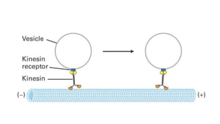 Intracellular Transport Mechanisms: Kinesin and Dynein Motor Proteins ...
